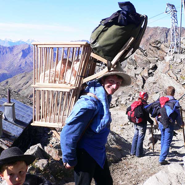 Laemmer in Kraxe - Schafübertrieb Vent