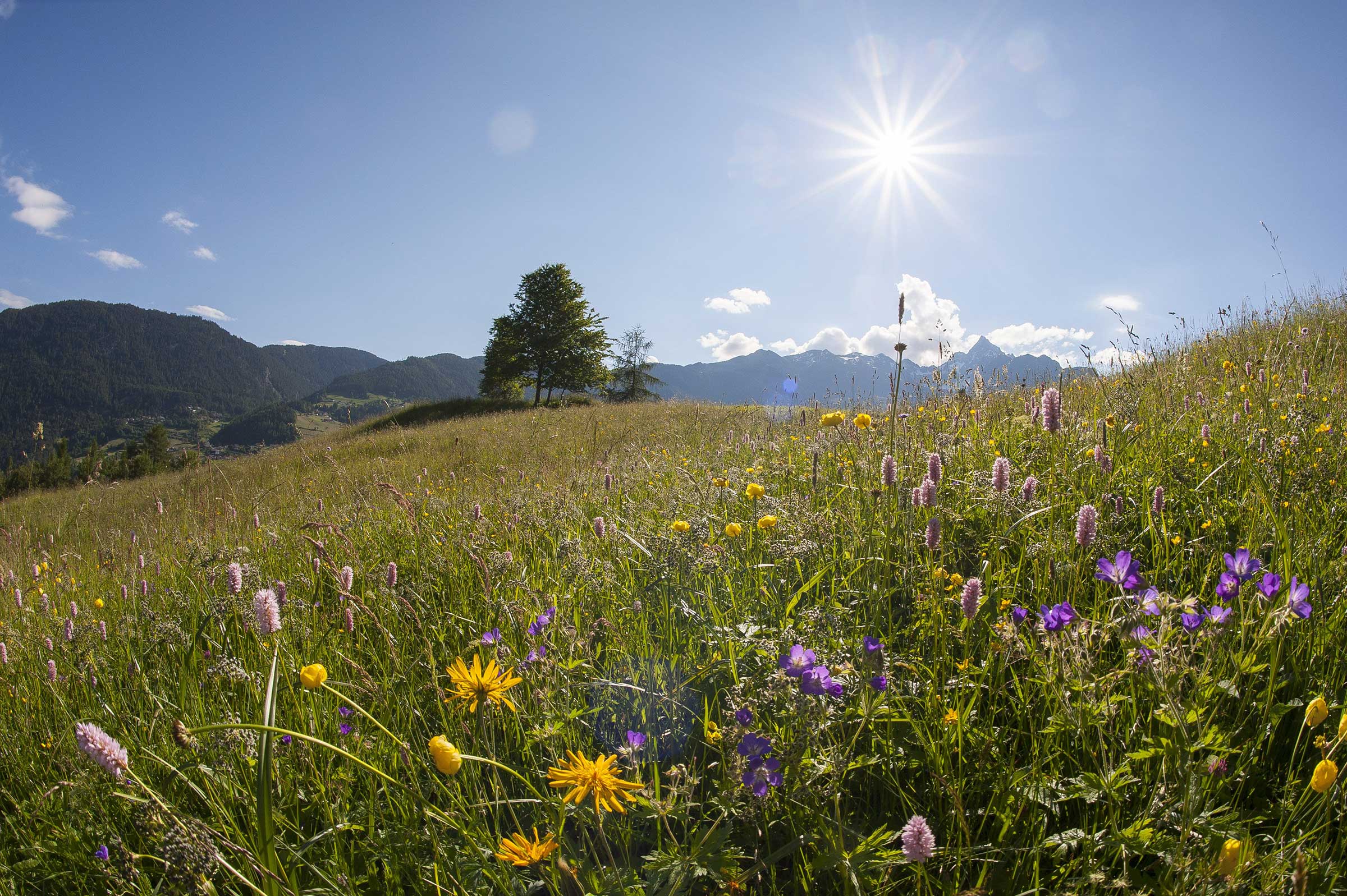 Blose Sautens - Aussichtsberge Ötztal