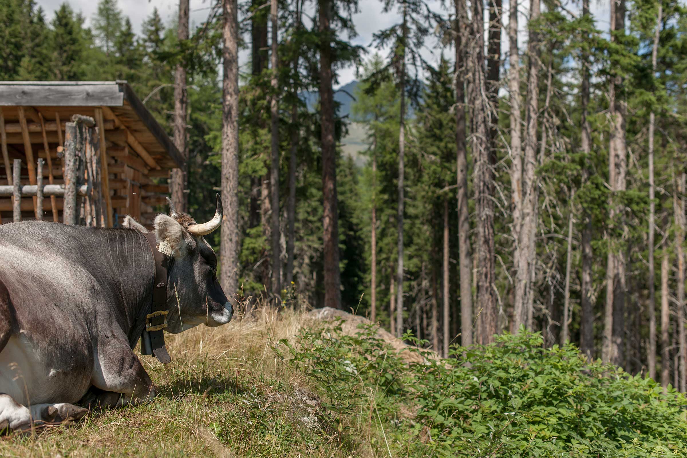 Tiroler Grauvieh - Reiten, Kutschenfahrten und Streichelzoos Ötztal